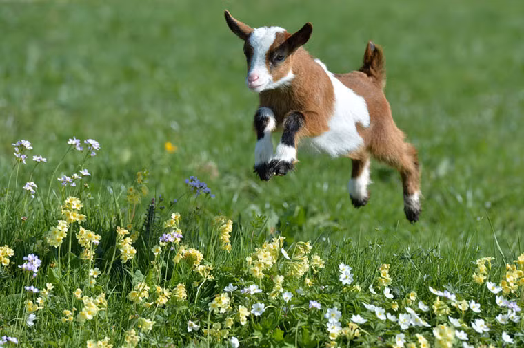  Ngoài ra, dựa vào đặc điểm loài dê khá hiếu động, hay chạy nhảy và quỳ chân khi bú mẹ, các chuyên gia khuyên đặt tên con chứa chữ thuộc bộ Túc, Kỷ để trẻ sống thuận theo lẽ thường, sớm hưởng vinh hoa phú quý. Các mẹ có thể tham khảo những tên có chứa bộ này như: Bạt, Khiêu, Dũng, Ất, Nguyên, Tiên, Khắc, Miễn, Lượng… 