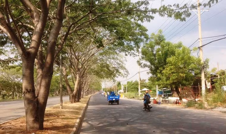 Đại lộ Nguyễn Văn Linh dài hàng chục km qua các quận 7,8, huyện Bình Chánh đều có bóng cây che chắn.
