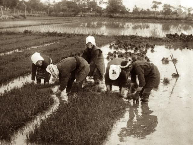 Phụ nữ Nhật Bản cùng nam giới xuống đồng. Ảnh QQ.