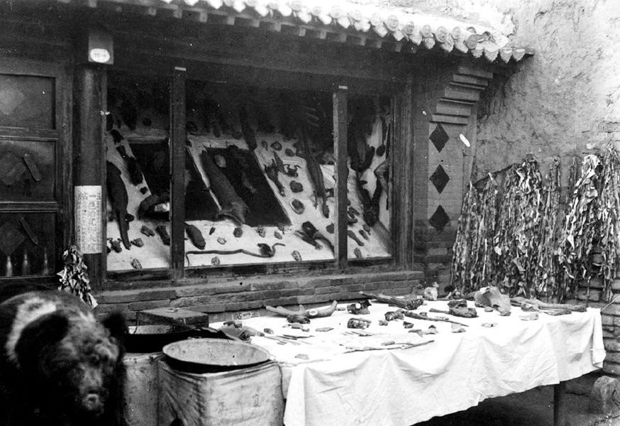 Hình ảnh tại một hiệu thuốc đông y ở Trung Quốc thời nhà Thanh. Nhiều hiệu thuốc còn bày bán các loại thuốc quý ở phía ngoài để thu hút khách hàng. Trong ảnh, ông chủ hiệu thuốc đông y bày da cá sấu, nhung hươu, rắn khô… ở phía ngoài cửa hiệu. Ảnh ILS.