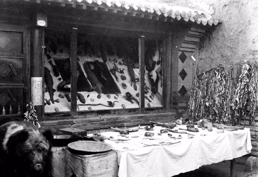 Hình ảnh tại một hiệu thuốc đông y ở Trung Quốc thời nhà Thanh. Nhiều hiệu thuốc còn bày bán các loại thuốc quý ở phía ngoài để thu hút khách hàng. Trong ảnh, ông chủ hiệu thuốc đông y bày da cá sấu, nhung hươu, rắn khô… ở phía ngoài cửa hiệu. Ảnh ILS.