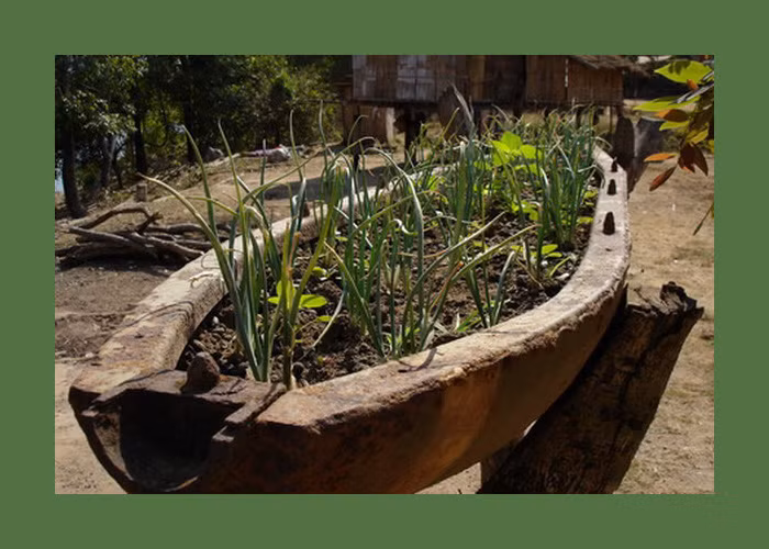 Vỏ một quả bom chùm được dùng làm chậu trồng rau. Ảnh: Exploreindochina.com.