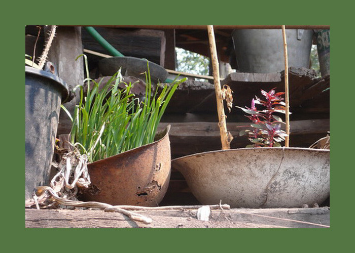 Một chiếc mũ sắt của lính Mỹ biến thành chậu trồng hành. Ảnh: Exploreindochina.com.