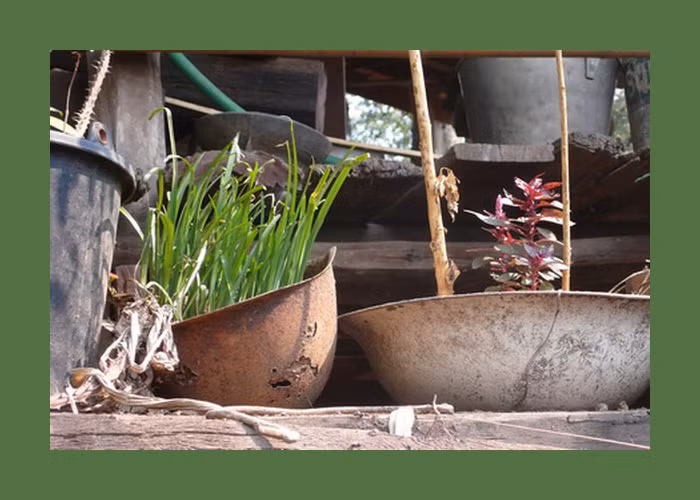 Một chiếc mũ sắt của lính Mỹ biến thành chậu trồng hành. Ảnh: Exploreindochina.com.