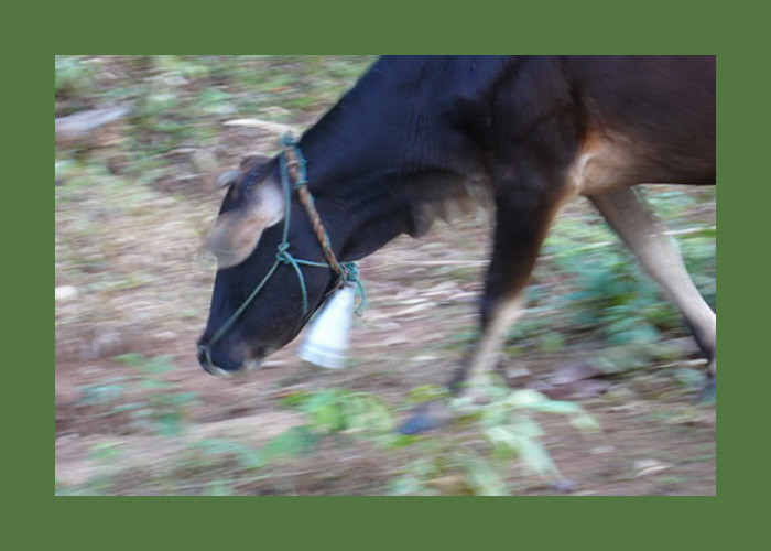 Chú bò này đeo ở cổ chiếc chuông làm từ đầu đạn. Ảnh: Exploreindochina.com.