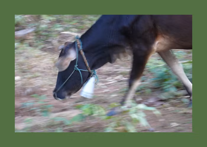 Chú bò này đeo ở cổ chiếc chuông làm từ đầu đạn. Ảnh: Exploreindochina.com.