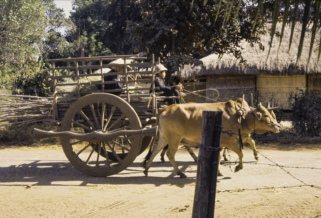Những chiếc xe bò kéo với cặp bánh xe "khổng lồ" là hình ảnh quen thuộc ở làng quê Nam Bộ xưa. Ảnh: Culturalspot.org.