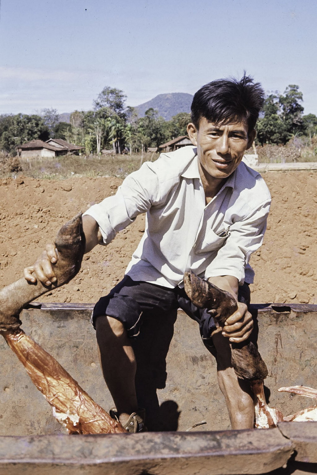 Người bán nhấc cặp chân bò ra khỏi xe. Ảnh: Culturalspot.org.