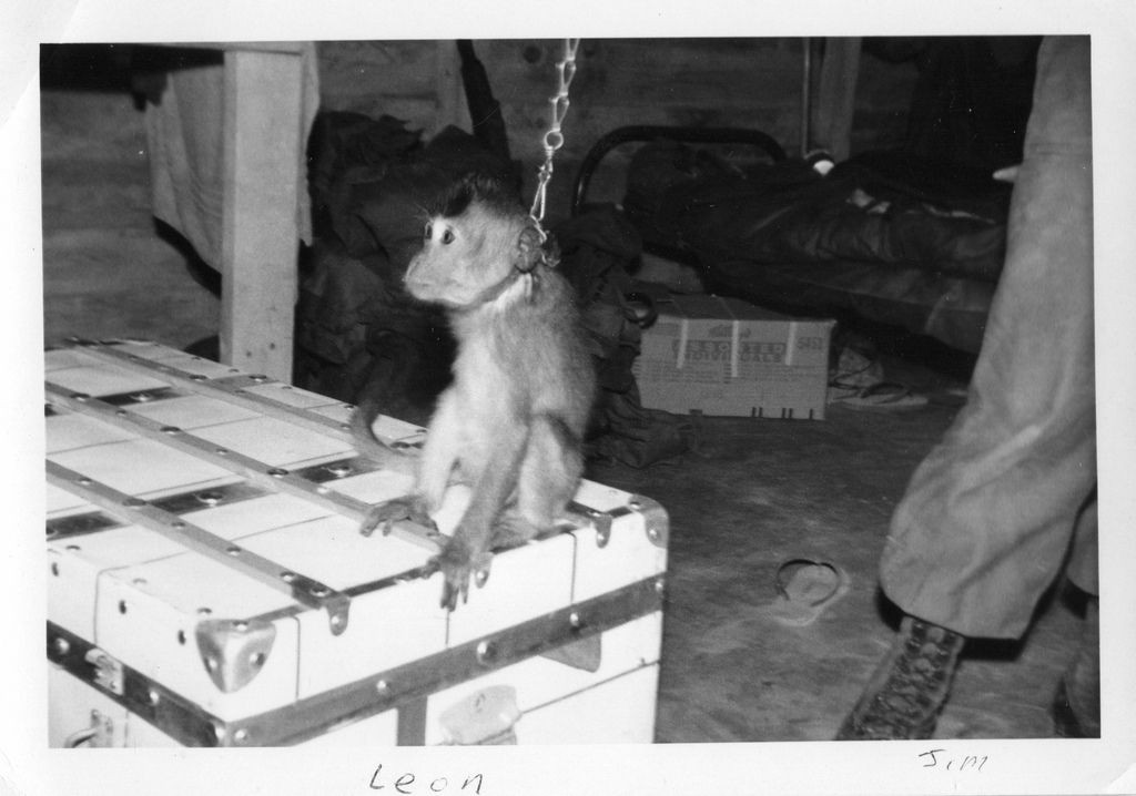  Chú khỉ tên Leon tại căn cứ Củ Chi năm 1966. Ảnh: Pinterest. 