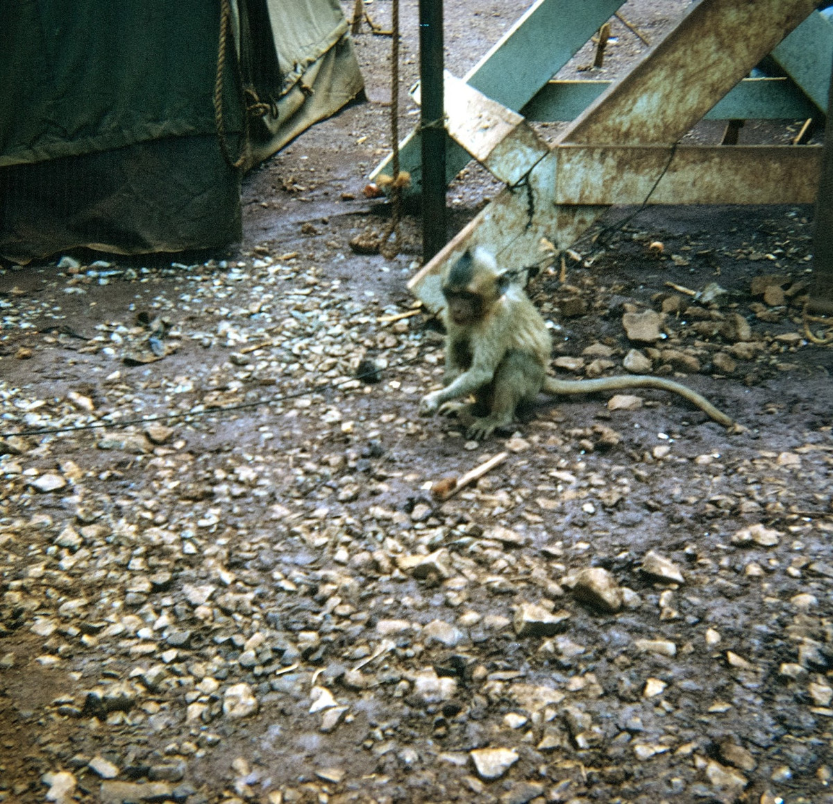 Một hình ảnh khác về chú khỉ do ông Richard Udden chụp lại. Ảnh: Richard Udden. 