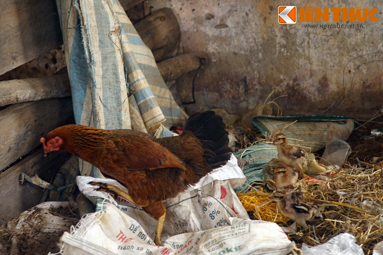 Những chú gà cũng chọn nhà ga này làm ổ.