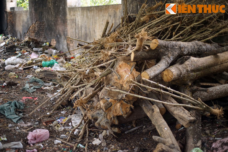 ...Tập kết củi gỗ.