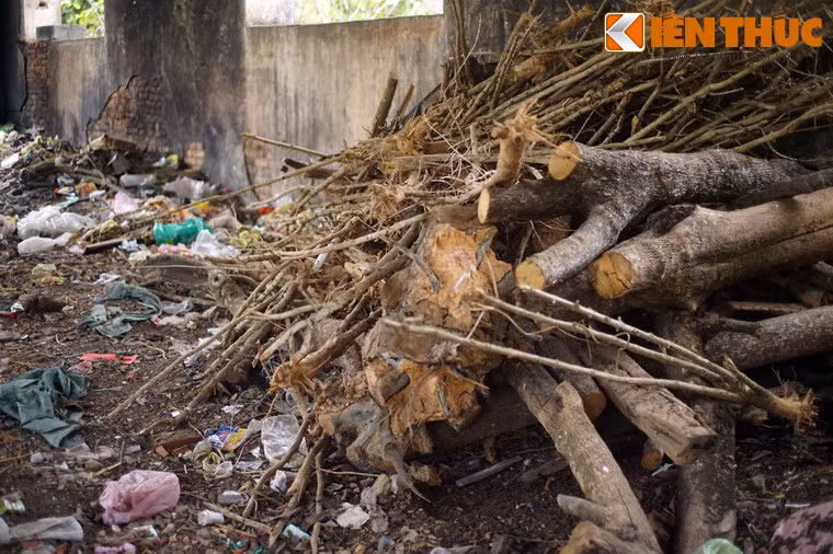 ...Tập kết củi gỗ.