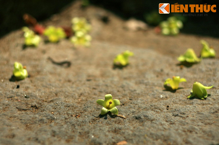 Những đóa hoa nhỏ rụng trên bậc đá gần chùa Bà.