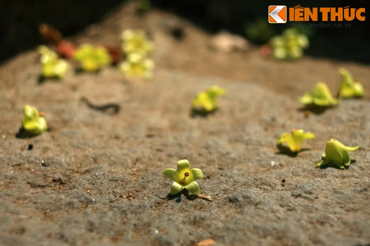 Những đóa hoa nhỏ rụng trên bậc đá gần chùa Bà.