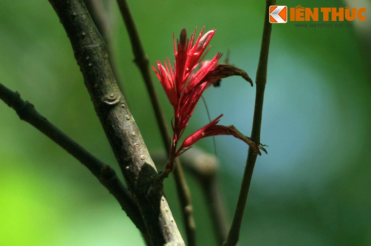 Một loài cây với những chồi non có màu đỏ tươi bắt mắt.