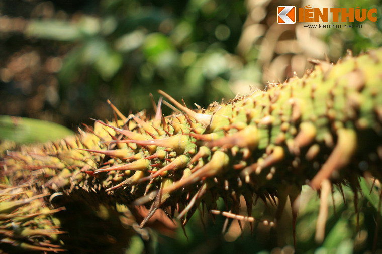 Khi chinh phục đỉnh núi Bà Đen, du khách nên lưu ý một số loài cây rất nhiều gai, có thể gây thương tích nếu mắc vào.