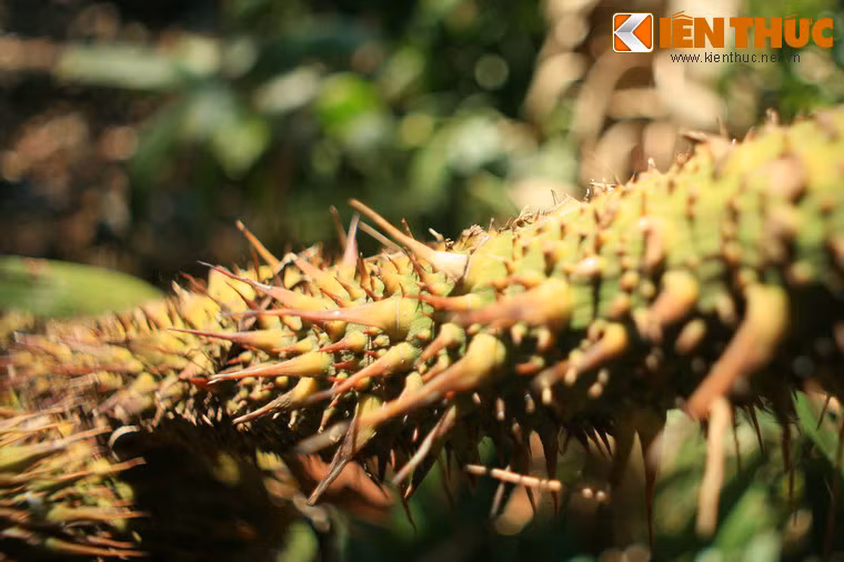 Khi chinh phục đỉnh núi Bà Đen, du khách nên lưu ý một số loài cây rất nhiều gai, có thể gây thương tích nếu mắc vào.