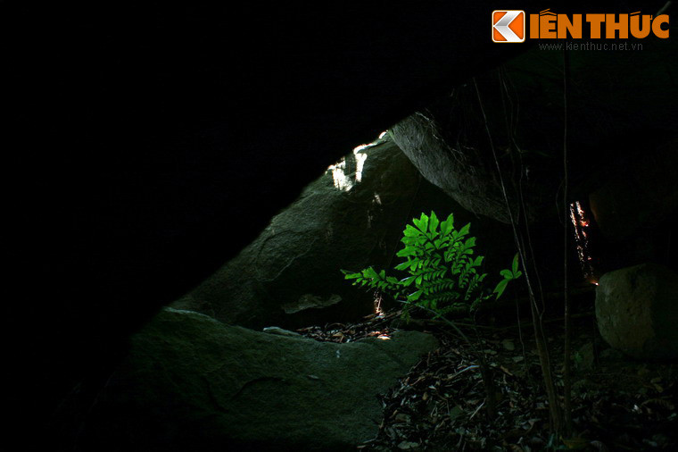 Trong khe đá tăm tối cũng có những loài cây vươn lên đón ánh sáng.