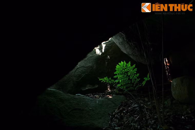 Trong khe đá tăm tối cũng có những loài cây vươn lên đón ánh sáng.