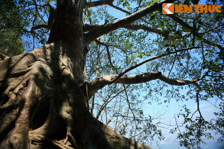 Nhiều cây có tuổi đời trên dưới một thế kỷ, bộ rễ lớn vài người ôm mới xuể, tán cây che phủ cả mộc góc sườn núi.