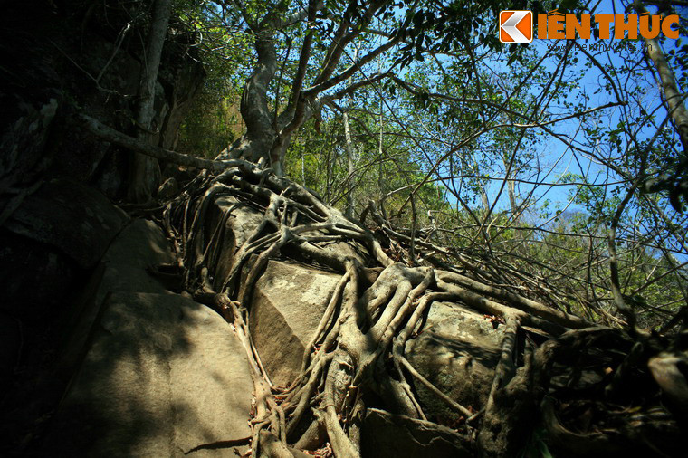 Thảm thực vật trên núi Bà Đen rất phong phú với nhiều loài cây ấn tượng, như những cây si, cây đa có bộ rễ mọc tràn trên phiến đá.