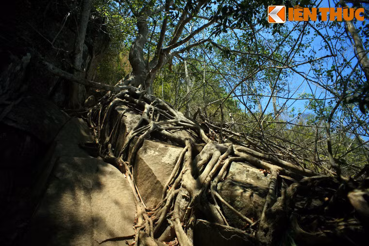 Thảm thực vật trên núi Bà Đen rất phong phú với nhiều loài cây ấn tượng, như những cây si, cây đa có bộ rễ mọc tràn trên phiến đá.