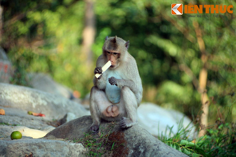 Rất dạn người, khỉ núi Bà Đen sẵn sàng nhận đồ ăn từ tay khách thập phương. Nhiều chú khỉ còn táo tợn giật đồ hoặc bày trò trêu ghẹo du khách, gây nên những tình huống dở khóc dở cười.