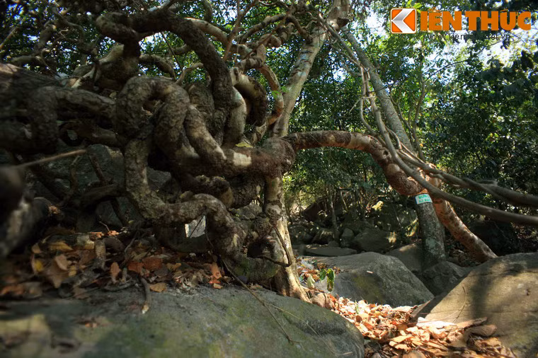 Những thân cây leo cổ thụ này gợi liên tưởng đến những con trăn khổng lồ đang cuộn vào nhau trên mặt đất.