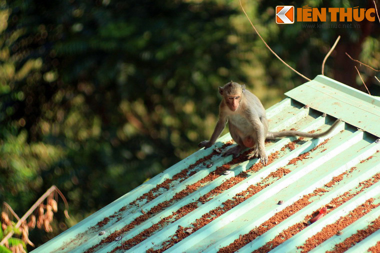 Núi Bà Đen là nơi sinh sống của rất nhiều loài động vật hoang dã. Nổi bật nhất trong đó là những chú khỉ. Những con vật này tập trung khá nhiều quanh các đền chùa ở lưng chừng núi.