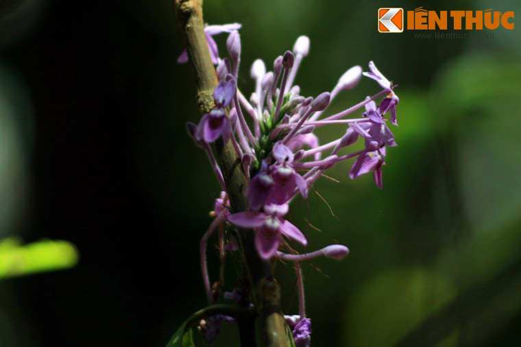 Hoa trang (hoa mẫu đơn) thường được biết đến với màu đỏ tươi, hiếm khi có thể bắt gặp hoa trang màu tím như cây hoa trên núi Bà Đen này.