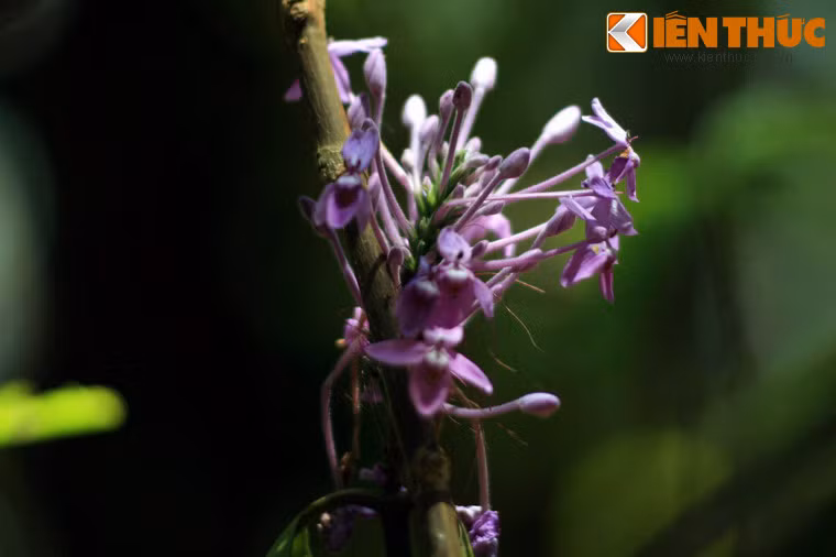 Hoa trang (hoa mẫu đơn) thường được biết đến với màu đỏ tươi, hiếm khi có thể bắt gặp hoa trang màu tím như cây hoa trên núi Bà Đen này.