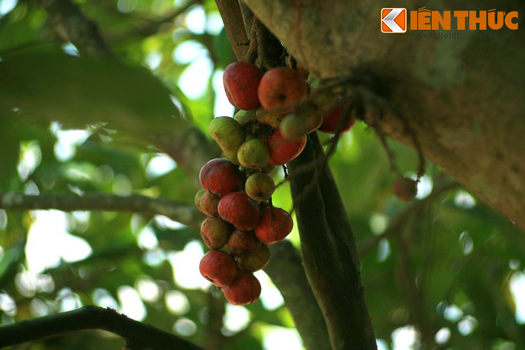 Đêm đó, Bà Đen xuất hiện trong mộng, chỉ cho chúa loài cây ăn quả cứu đói binh sĩ và gợi mở về hậu vận của chúa. Nhờ đó, Nguyễn Ánh thoát khỏi tình thế ngàn cân treo sợi tóc, chờ thời cơ khôi phục cơ đồ, thống nhất giang sơn.