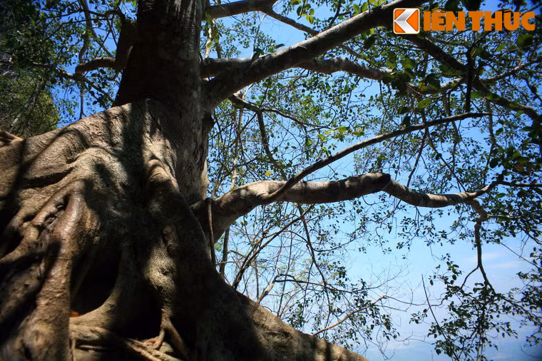 Lần hiển linh thứ hai của Bà Đen là khi chúa Nguyễn Ánh bị quân Tây Sơn đánh đuổi, chạy đến núi Bà Đen lẩn tránh. Thiếu lương thực, từ chúa đến lính đều đói lả. Nghe người dân nơi đây nói về sự linh thiêng của Bà Đen, trong cơn tuyệt vọng, chúa đã cầu khẩn xin phò trợ.