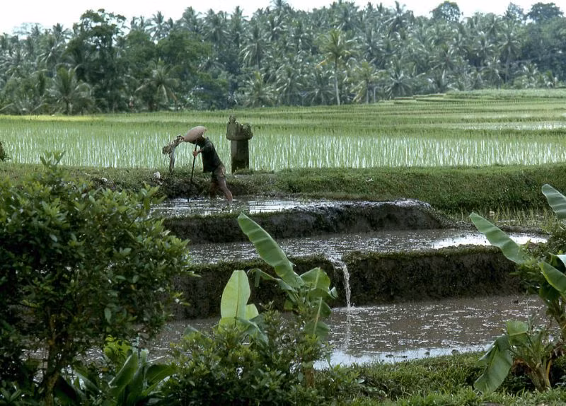Ruộng lúa nước trên đảo Bali. Ảnh: Blake Smith Flickr.