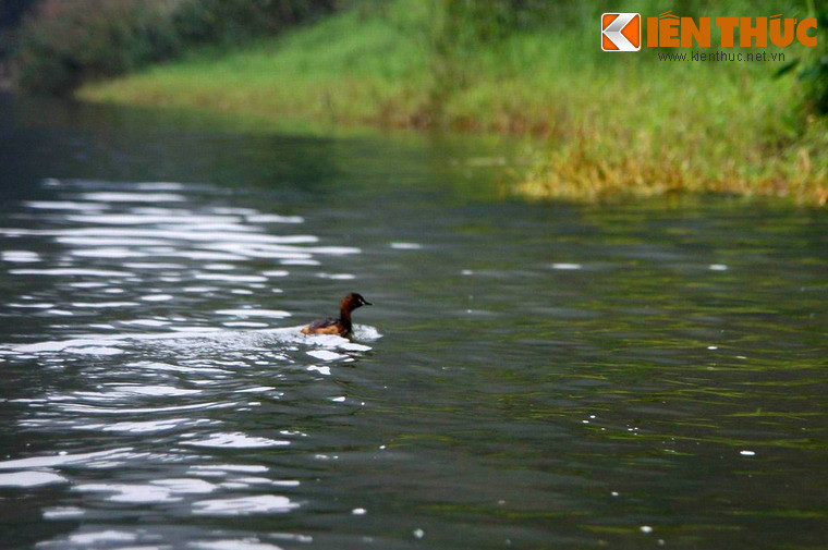 Với hệ sinh vật đa dạng, phong phú, du khách cũng có cơ hội bắt gặp nhiều loài động vật hoang dã như chim phượng hoàng đất, sáo, khướu, khỉ, vượn, trăn, le le... trong chuyến đi của mình.