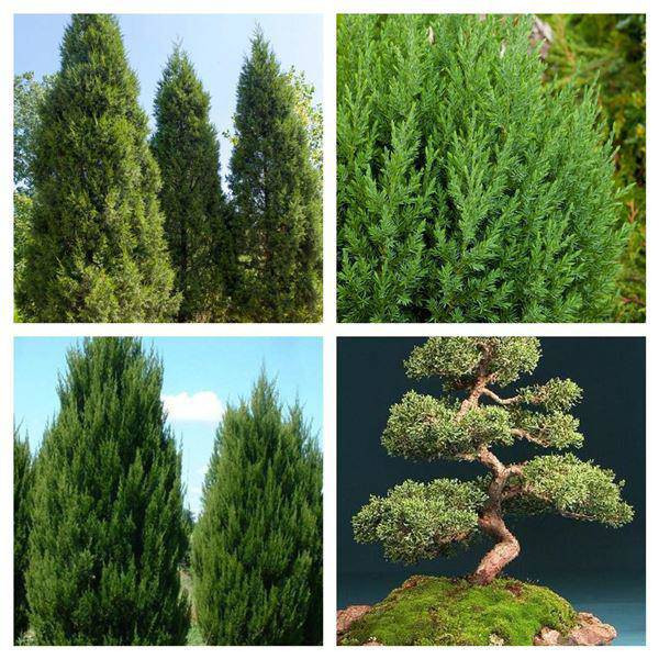 Dat cay tung la han trong nha, nguoi menh nay se lam an phat dat