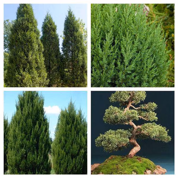 Dat cay tung la han trong nha, nguoi menh nay se lam an phat dat