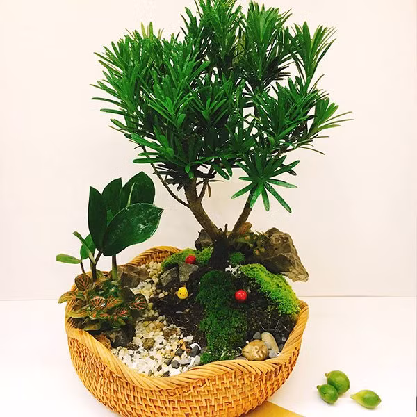 Dat cay tung la han trong nha, nguoi menh nay se lam an phat dat-Hinh-2