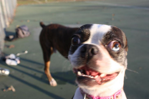 Lưng của chú chó này hình như dài gấp nhiều lần bình thường?