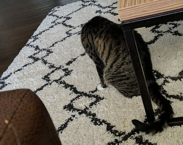 Chú mèo này cũng cụt đầu rồi sao? Thực ra nó chỉ đang cúi xuống liếm lông.