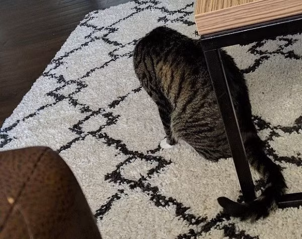 Chú mèo này cũng cụt đầu rồi sao? Thực ra nó chỉ đang cúi xuống liếm lông.