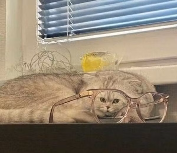 Khúc xạ khiến cho đầu con mèo này trở nên nhỏ xíu.