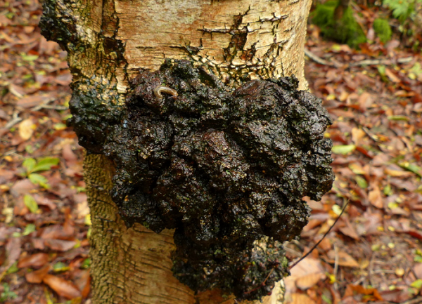 ... Loại nấm này cũng đã được chứng minh là có độc tính thấp. Không những thế nấm Chaga có tác động cực kỳ mạnh đối với các bệnh đậu mùa, cúm và virus HIV".