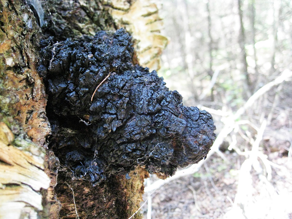 Khi còn nhỏ, nấm chaga là những mảng màu trắng. Nó từ tốn hút dưỡng chất từ thân cây, giữ ký chủ sống sót khoảng 10 năm. Sau chừng 20 năm, chaga mới trưởng thành.