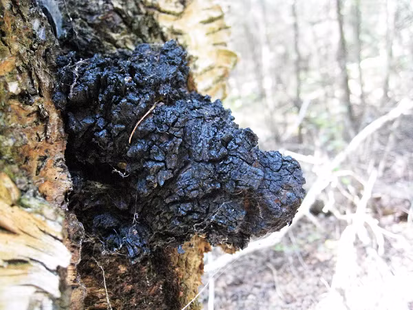 Khi còn nhỏ, nấm chaga là những mảng màu trắng. Nó từ tốn hút dưỡng chất từ thân cây, giữ ký chủ sống sót khoảng 10 năm. Sau chừng 20 năm, chaga mới trưởng thành.