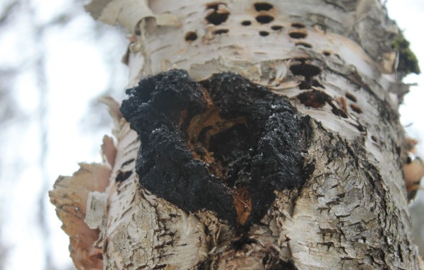 Nấm chaga chứa nhiều polysaccharides (đường đa) tự nhiên. Polysaccharide là chất kích thích miễn dịch mạnh nhất từng được biết đến, phòng chống rất mạnh mẽ khối u, làm giảm cholesterol và chất béo trung tính, điều hòa lượng đường trong máu, chữa lành vết thương, trẻ hóa làn da và có nhiều lợi ích khác.