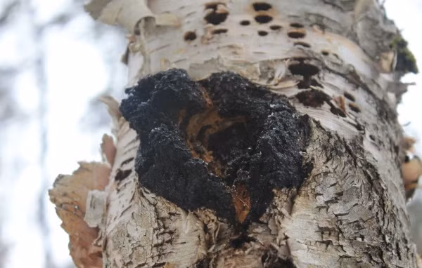 Nấm chaga chứa nhiều polysaccharides (đường đa) tự nhiên. Polysaccharide là chất kích thích miễn dịch mạnh nhất từng được biết đến, phòng chống rất mạnh mẽ khối u, làm giảm cholesterol và chất béo trung tính, điều hòa lượng đường trong máu, chữa lành vết thương, trẻ hóa làn da và có nhiều lợi ích khác.