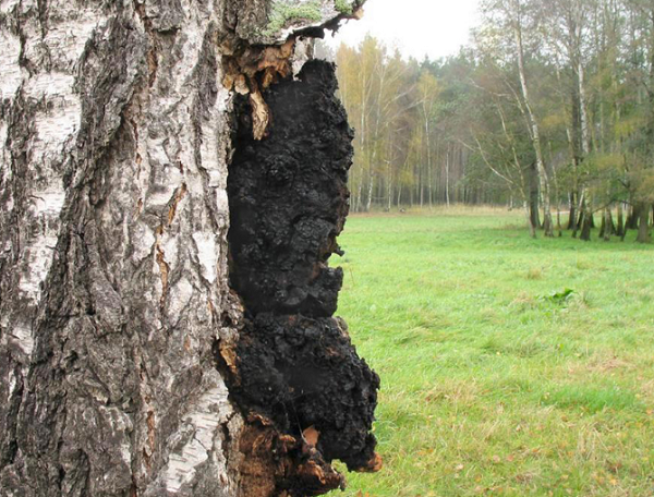 Theo giới khoa học, chaga là loại nấm kiên cường nhất hành tinh. Càng ở trong điều kiện cực lạnh, nó càng phát triển mạnh. Vòng đời của nấm chaga bắt đầu bằng bào tử. Nó lợi dụng cành hoặc thân cây ốm yếu, bị thương mà bám vào, xâm nhập và ký sinh.