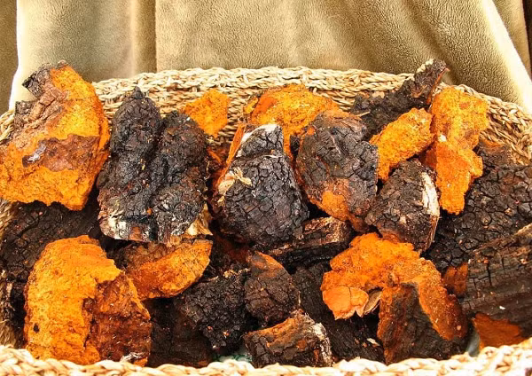 Chaga còn thúc đẩy sự hình thành của các cytokine có ích - những protein chuyên biệt điều hoà hệ thống miễn dịch - giúp bạch cầu thêm lớn mạnh, có thể ngăn chặn mọi tác nhân có hại từ bên ngoài.